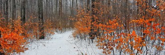 csm_Oberbipper_Wald__Januar_2021_NM_22121c68f8